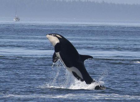 L'Epaulard ou Orque ou Baleine Tueuse(un animal marin que j'adore)